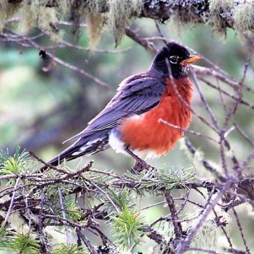 03 March. Red Breasted Robin by John Pona