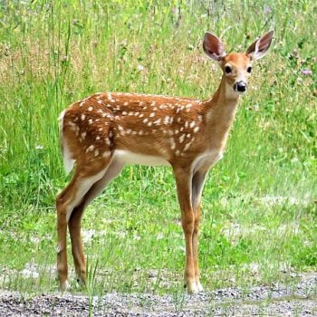 05 May. White-tailed Fawn by John Pona