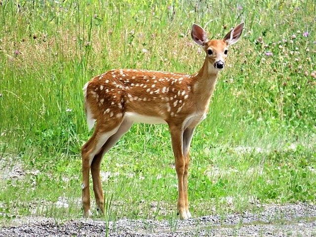 Fawning Season Safety Reminder