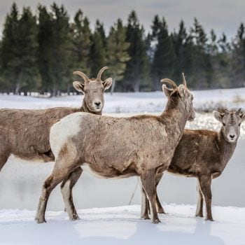 12.-Bighorn-Sheep-by-Kristin-McCauley