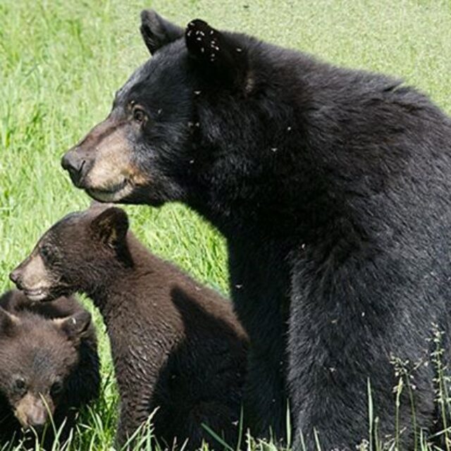 Reporting Wildlife Issues