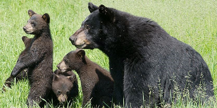 Reporting Wildlife Issues - Village of Radium Hot Springs