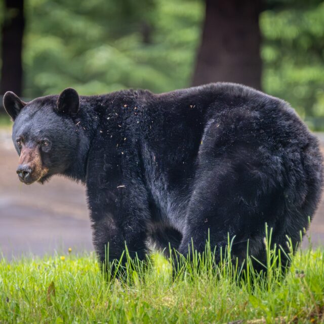 Reporting Wildlife Issues