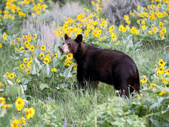 Reporting Wildlife Issues