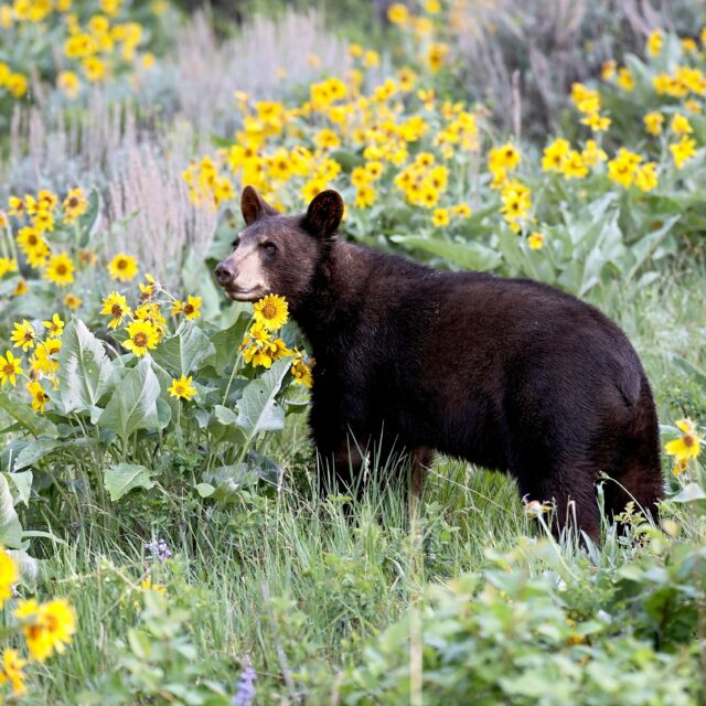 Reporting Wildlife Issues