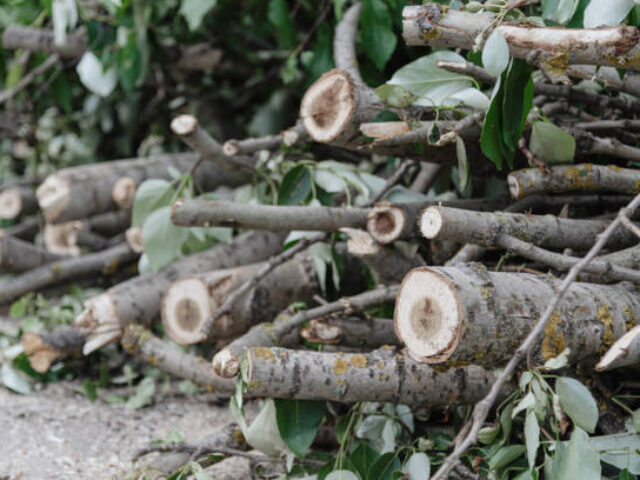 Radium FireSmart Debris Chipping Day Thursday May 21st