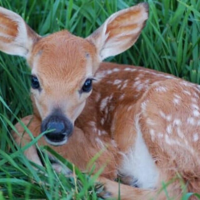 Fawning Season Safety Reminder