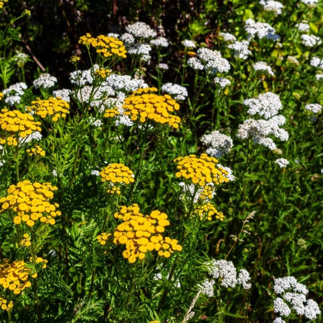 Invasive Plant Treatment