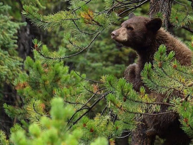 Bear Activity