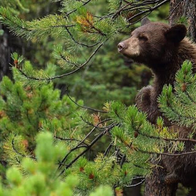 Bear Activity